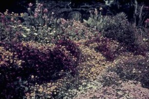 Reisefotos. Blumenrabatte , vielleicht in einem botanischen Garten (eventuell im Mittelmeerraum)