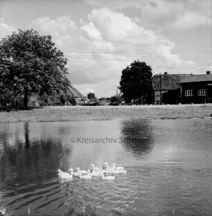 Dorfteich mit Enten: im Hintergrund Bauernhäuser und Bäume