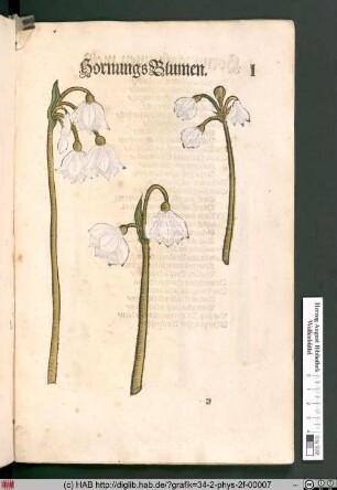 HornungsBlumen [Schneeglöckchen].