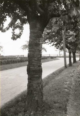 Sauerkirsche oder Weichselkirsche (Prunus cerasus) in Steinbach (Kreis Dresden). Stamm
