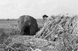 Hütte der Somali : Hütte der Somali aus Stroh. Im Vordergrund die aufgeschichteten Stengel der Durra-Hirse.