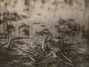 Trauerseeschwalbe (Chlidonias niger) brütend