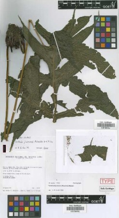 Tectaria buchtienii (Rosenst.) Maxon