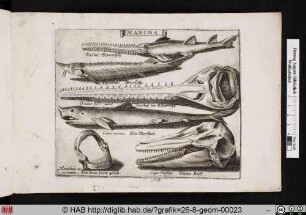 MARINA. Verschiedene Fische