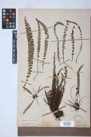 Asplenium monanthes