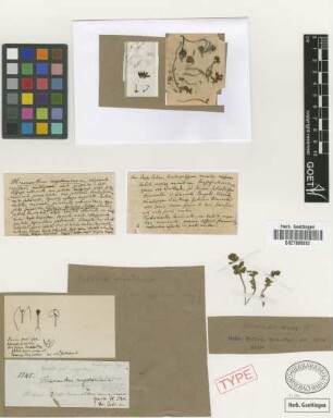Himeranthus magellanicus Griseb. [holotype]