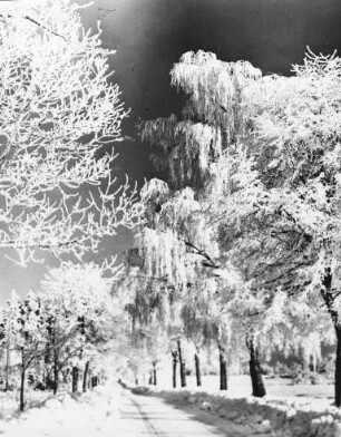 Birkenallee im Winter