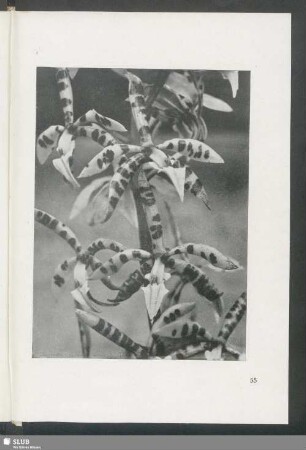 Epidendrum prismatocarpum