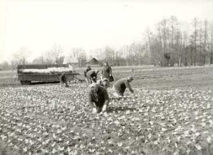 Gartenarbeit in Burg-Kauper, Salatpflanzung : Land- und Viehwirtschaft - Gemüsehandel (Gärtnerei). Ort: Kuparske Bórkowy / Burg-Kauper. Salatpflanzung