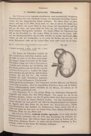 C. Glandulae suprarenales. Nebennieren.