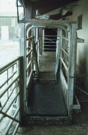 Fotografie: Tierproduktionsverfahren, Wiegetechnik, Tierwaage