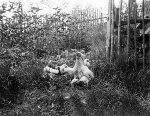 Neudek, Hühner in einem Garten