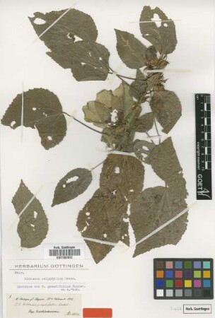 Hibiscus grandifolius Hochst. ex A.Rich. [syntype]