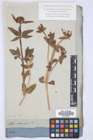 Fedia cornucopiae Vahl