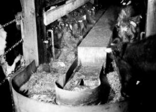 Ringkreisförderer am Futtertisch