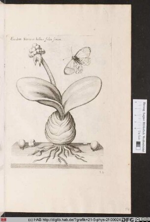 [Blumenzwiebel mit Schmetterling]