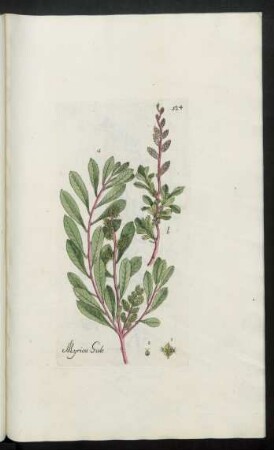524. Myrica Gale