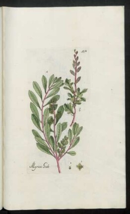 524. Myrica Gale