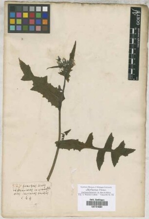 Sonchus