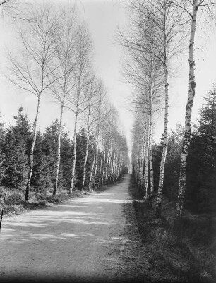 Birkenallee : Birkenallee am Fichtenwaldrand