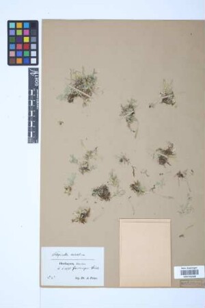 Selaginella helvetica (L.) Spring