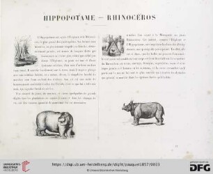 Hippopotame - Rhinocéros