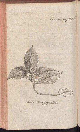 Bladhia japonica