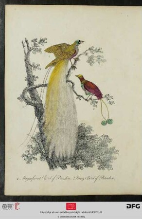 [Taf. 31-32] Birds of Paradise