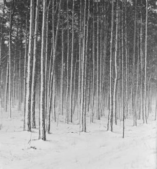 Verschneiter Wald