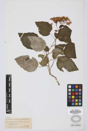 Senecio appendiculatus L.f.