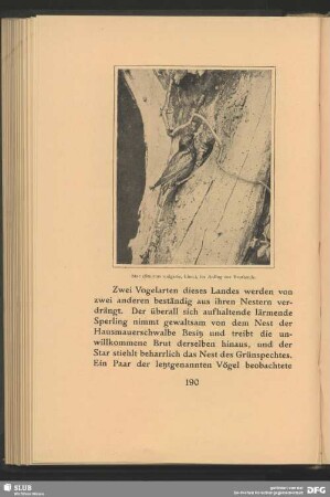 Star, Sturnus vulgaris, Linn., im Anflug zur Bruthöhle