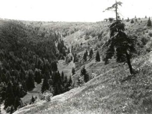 Zechengrund : Westerzgebirge. Zechengrund südwestlich Oberwiesenthal. Blick vom linken Wiesenhang den Grund aufwärts (von Südosten)