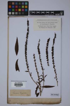 Veronica longifolia longifolia L.