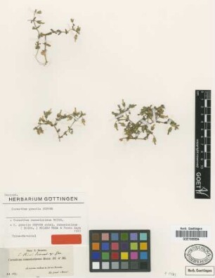 Cerastium gracile Dufour subsp. ramosissimum (Boiss.) Molero Mesa & Perez Raya[type]
