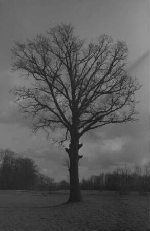 Leipzig: kahler Baum im Vordergrund, in der Mitte