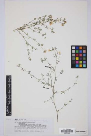 Lotus holosericus Webb & Berthel.