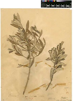 Oleaceae Olea europaea Linné, Carl von (1707 - 1778) [Aleppo, Halab, Haleb]