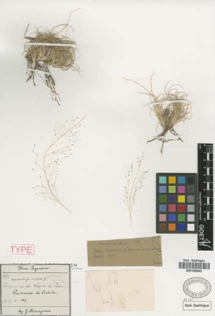 Muhlenbergia nardifolia Griseb. [holotype]