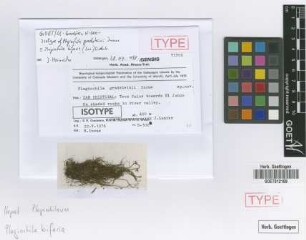 Plagiochila gradsteinii Inoue [isotype]