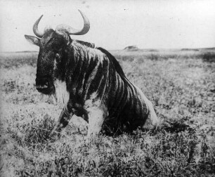 Gnu. D.O.A.