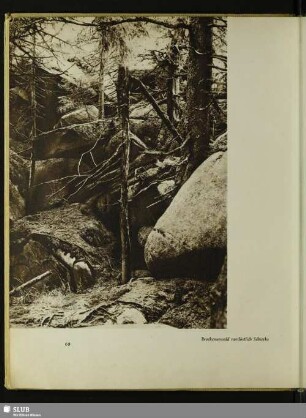 Brockenurwald nordöstlich Schierke