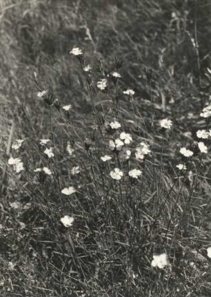 Kartäusernelke (Dianthus carthusianorum)
