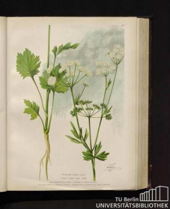 Pimpinella Anisum Linné. Anisum vulgare Host. Anis.