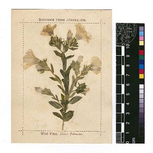 Linaceae Linum pubescens Russ, Georg Philip, geb. 1868 [Jerusalem, Yerushalayim, El Quds, Al-Quds, Al Quds, El Quds Esh Sherif, Al-Muqaddas, Jérusalem, Gerusalemme, Jerusalén, Aelia Capitolina, Colonia Aelia Capitolina, Hierosolyma, Urusalim, Jerusalem]