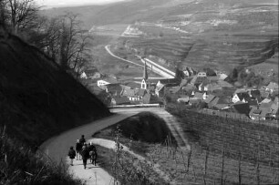 Bickensohl: Umgelegte Weinberge mit Blick nach Bickensohl