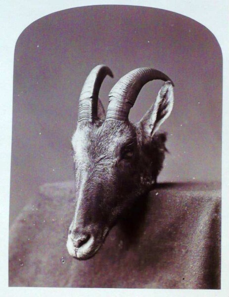 Steinbock