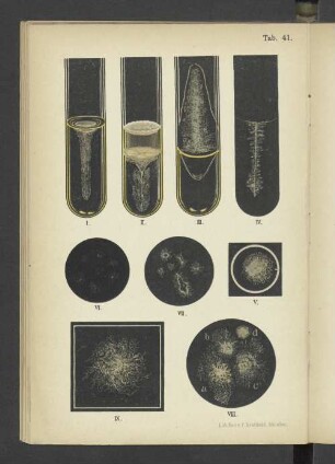 Tab. 41 Bacillus mycoides