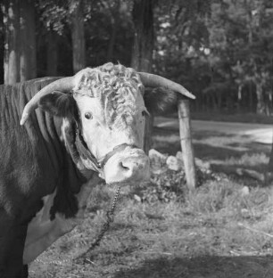 Long Island, Bulle auf der Lester Davis Farm