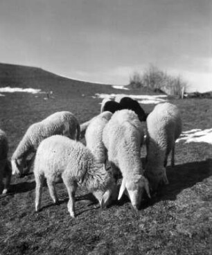 Tiere. Weidende Schafe auf einer Gebirgsweide mit Schneeresten