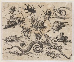Insekten und Reptilien